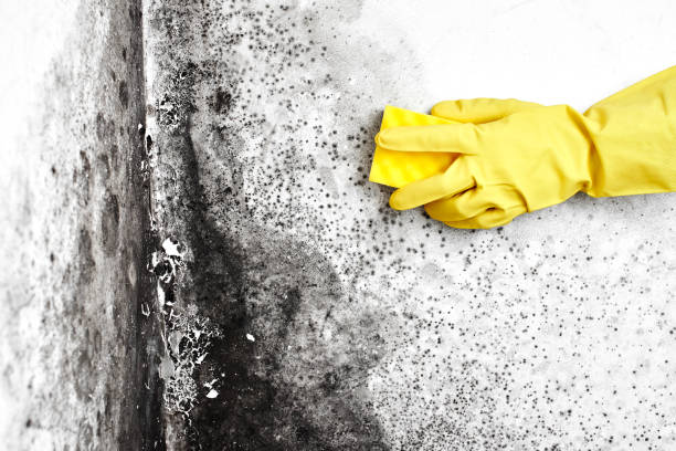 Best Mold Remediation for Specific Building Types in Dover, OH