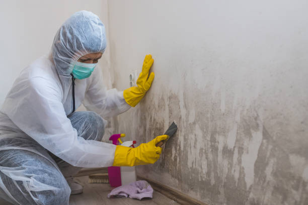 Best Health and Safety Mold Remediation in Dover, OH