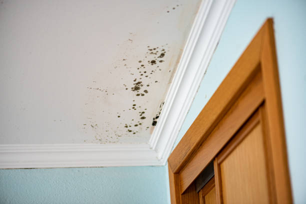 Best Emergency Mold Remediation in Dover, OH