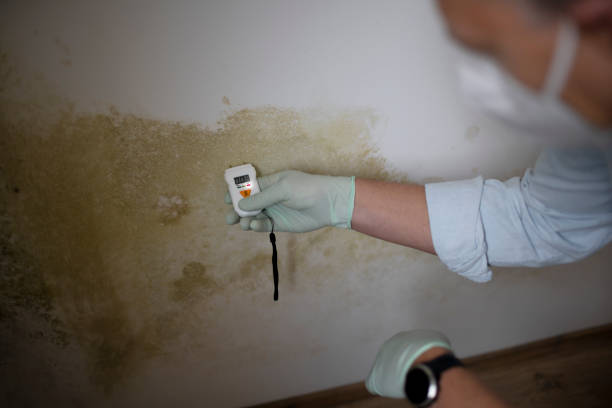 Best Basement Mold Remediation in Dover, OH