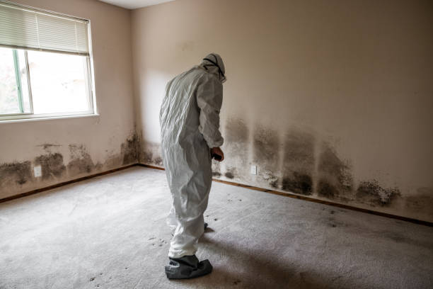 Best Post-Flood Mold Remediation in Dover, OH