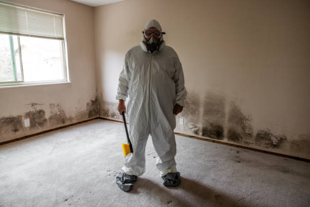 Best HVAC Mold Remediation in Dover, OH
