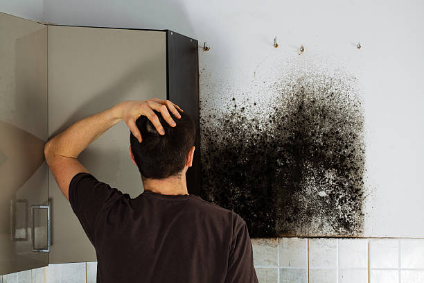 Best Residential Mold Remediation in Dover, OH