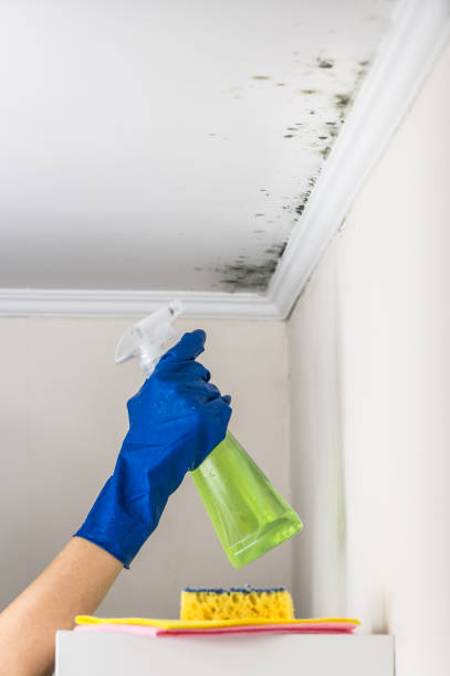 Best Basement Mold Remediation in Dover, OH